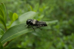 Creophilus maxillosus - Hairy Rove Beetle, Laughton Wood, nr Dinnington.