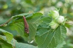 Deporaus Betulae - Birch Leaf Roller