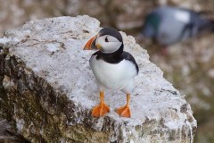 Puffin (Fratercula arctica), RSPB Bempton Cliffs