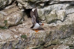 Puffin (Fratercula arctica), RSPB Bempton Cliffs