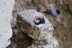 Puffin (Fratercula arctica), RSPB Bempton Cliffs