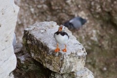 Puffin (Fratercula arctica), RSPB Bempton Cliffs