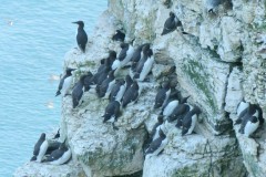 Guillimots (Uria aalge). Bempton Cliffs.