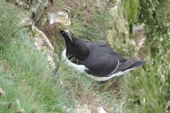 Razorbill (Alea torda), Bempton Cliffs.