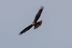 Marsh Harrier (Circus aeuginosus), Thorne Moor.