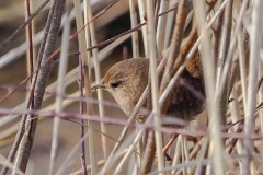 Wren (Troglodytes troglodytes), Thorne Moor.