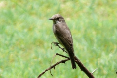 Spotted Fflycatcher (Muscicapa striata)