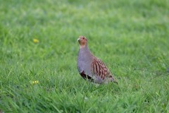 Grey Partridge (,Perdix perdix), Woodside Nurseries, Austerfield.