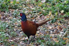 Pheasant (Phasianus colchicus), Potteric Carr.