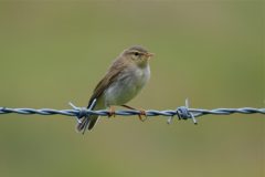 Willow Warbler (Phylloscopus trochilus)