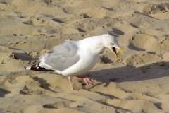 Herring Gull (Larus agentatus), Scarborough.