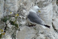 Kittiwake (Rissa tridactyla), Bridlington.