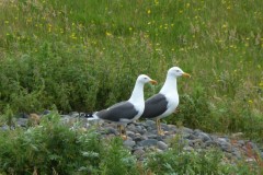 Lesser Black-backed Gull (Larus fuscus), Walney Island.