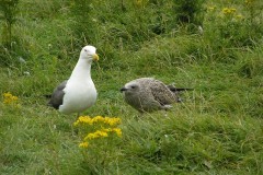 Lesser Black-backed Gull (Larus fuscus), Walney Island.