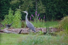 Grey Heron (Ardea cinerea,), Austerfield.