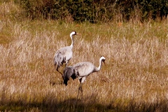 Common Crane (Grus grus)