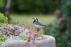 Pied Wagtail (Motacilla alba), Woodside Nurseries, Austerfield.