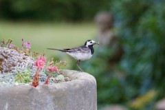 Pied Wagtail (Motacilla alba), Woodside Nurseries, Austerfield.