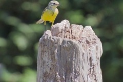 Grey Wagtail (Motacilla cinerea), Woodside Nurseries, Austerfield.