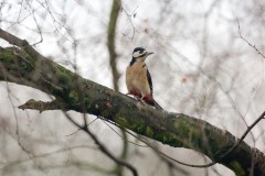 Great Spotted Woodpecker (Dendrocopos major) ,Woodside Nurseries, Austerfield.