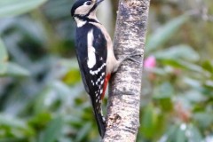 Great Spotted Woodpecker (Dendrocopos major) ,Woodside Nurseries, Austerfield.