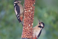 Great Spotted Woodpecker (Dendrocopos major) ,Woodside Nurseries, Austerfield.