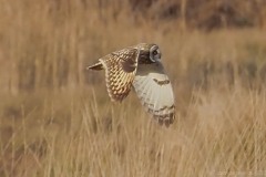 Short-eared Owl (Asio flammeus), Thorne Moor.