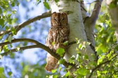 Tawny Owl ( Strix aluco,), Woodside Nurseries, Austerfield.