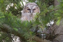 Tawny Owl ( Strix aluco,), juvenile, Austerfield.