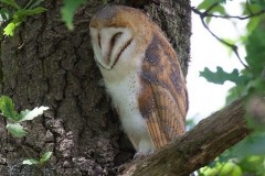 Barn Owl (Tyto alba), Austerfield.