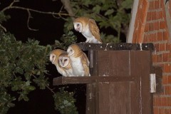 Barn Owl (Tyto alba), Woodside Nurseries, Austerfield.