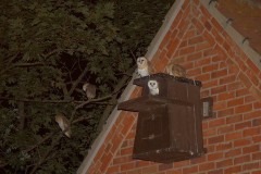 Barn Owl (Tyto alba), Austerfield.