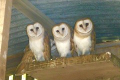 Barn Owls (Tyto alba), (fledgelings,), Austerfield.