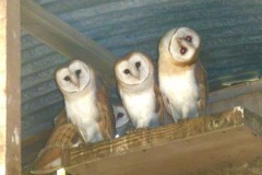 Barn Owls (Tyto alba), (fledgelings,), Austerfield.