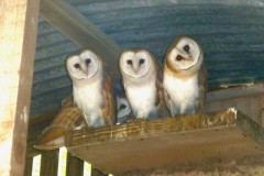 Barn Owls (Tyto alba), (fledgelings,), Austerfield.