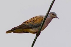 Turtle Dove (Streptopelia turtur), Woodside Nurseries, Austerfield.