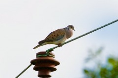 Turtle Dove (Streptopelia turtur), calling male, Woodside Nurseries, Austerfield.