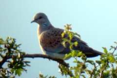 Turtle Dove (Streptopelia turtur), North Anston.