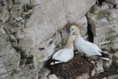 Gannets (Morus bassanus), Bempton Cliffs.