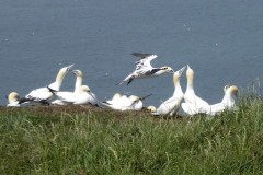 Gannets (Morus bassanus), Bempton Cliffs.