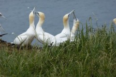 Gannets (Morus bassanus), Bempton Cliffs.