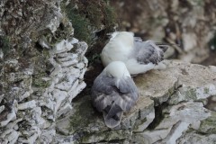 Fulmar (Fulmarus glacialis), Bempton Cliffs.