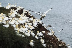 Gannets (Morus bassanus), Bempton Cliffs.