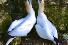 Gannet (Morus bassanus), RSPB Bempton Cliffs