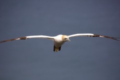 Gannet (Morus bassanus), RSPB Bempton Cliffs