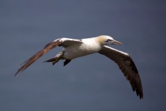 Gannet (Morus bassanus), RSPB Bempton Cliffs