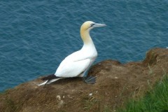 Gannet (Morus bassanus), RSPB Bempton Cliffs