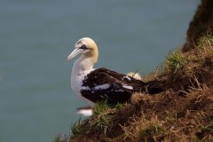 Gannet (Morus bassanus), RSPB Bempton Cliffs