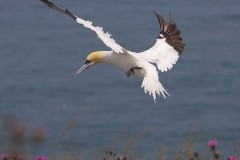 Gannet (Morus bassanus), RSPB Bempton Cliffs