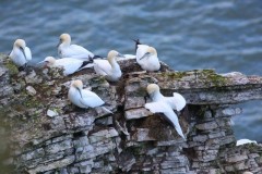 Gannet (Morus bassanus), RSPB Bempton Cliffs